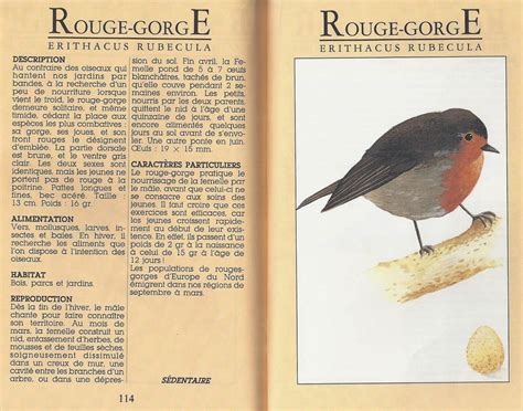 Le Rouge-Gorge - Một Câu Chuyện về Sự Biến Hình kỳ lạ và Thức Tỉnh Về Tình Yêu!