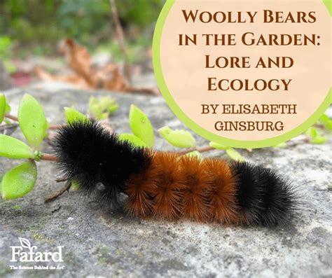  The Woolly Bear – A Timeless French Fable Exploring Greed and Generosity!