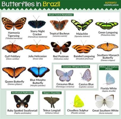  The Queen of the Night Butterflies! A Brazilian Folk Story that Takes You on a Magical Journey!